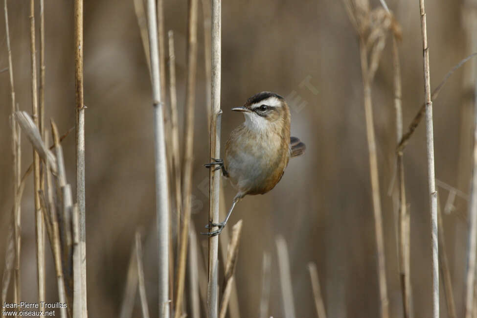 Moustached Warbler, close-up portrait