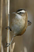 Moustached Warbler