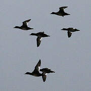 Velvet Scoter