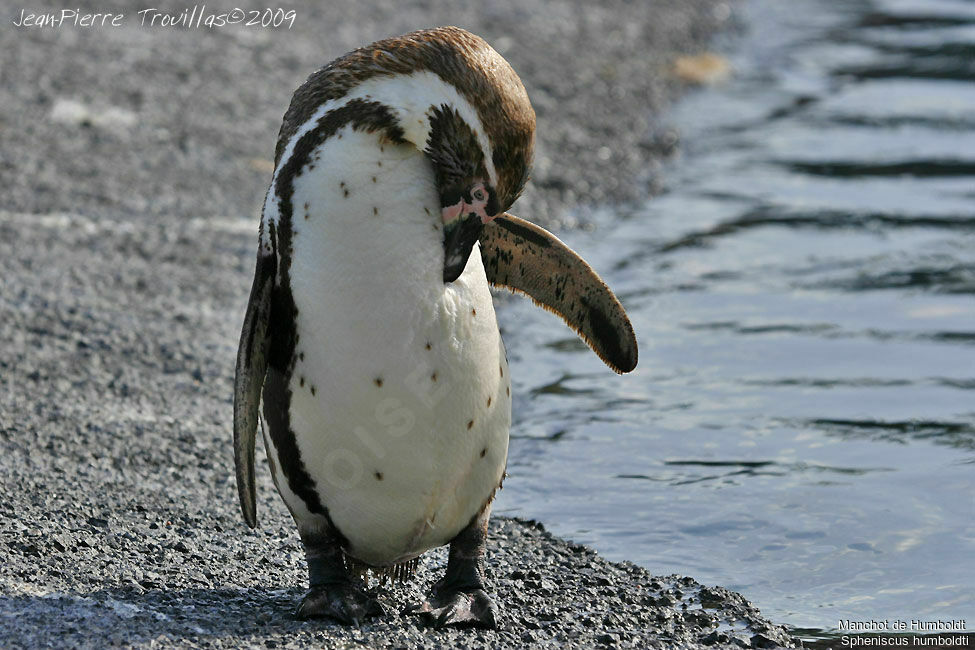 Humboldt Penguin