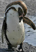 Humboldt Penguin