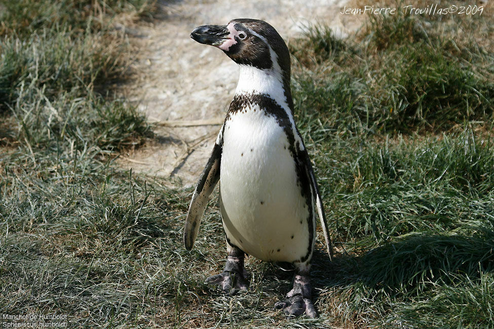 Humboldt Penguin