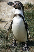 Humboldt Penguin