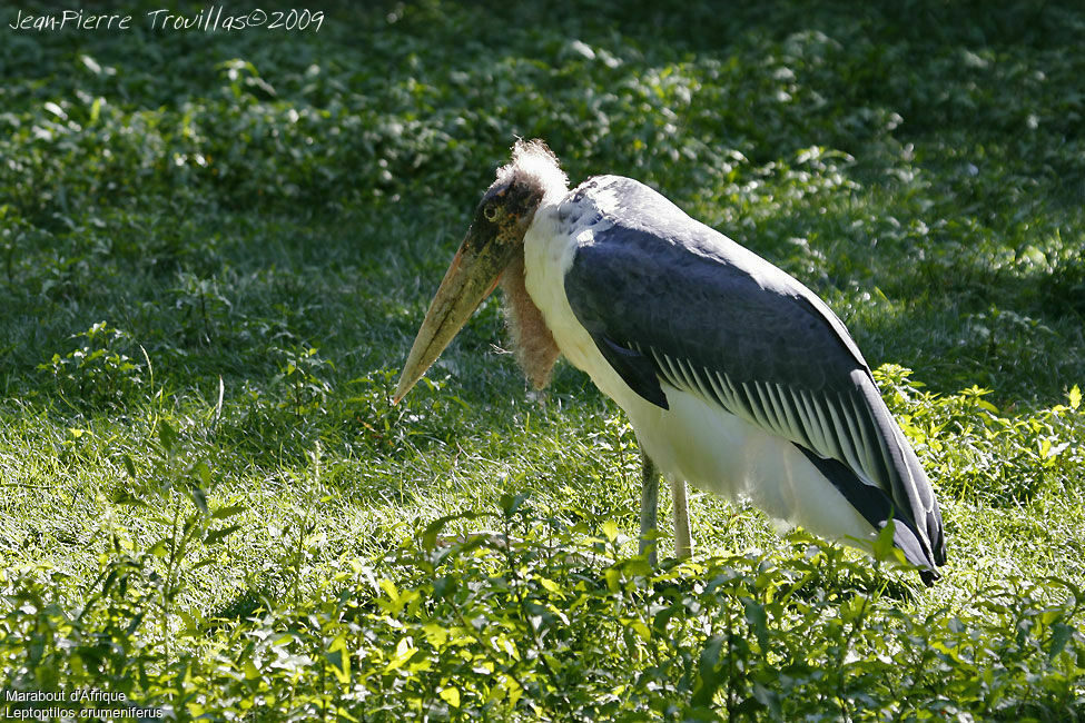 Marabou Stork