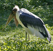 Marabou Stork