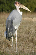 Marabou Stork