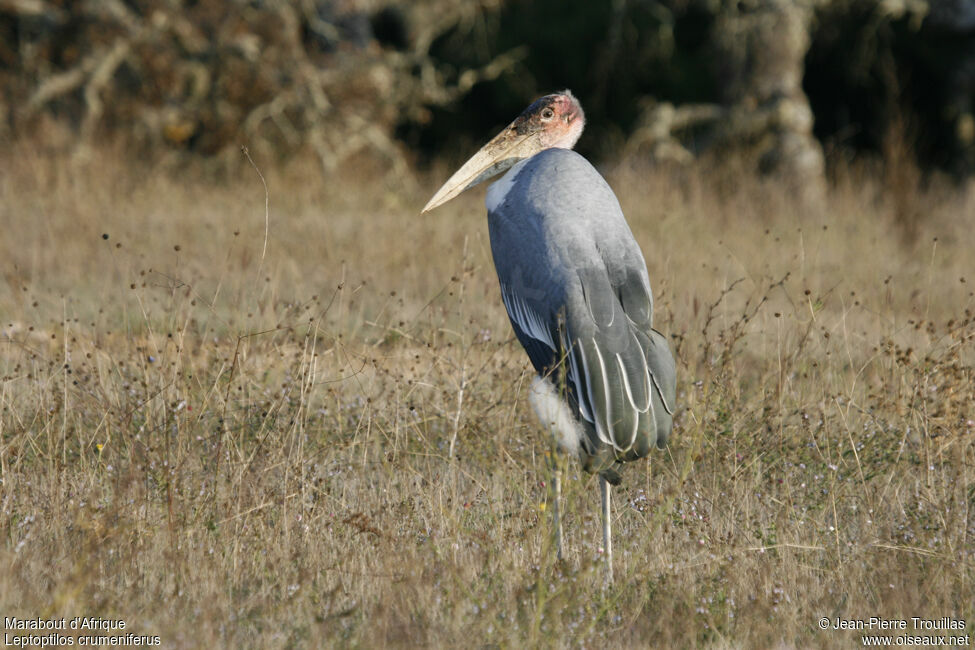 Marabou Stork, identification