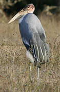 Marabou Stork