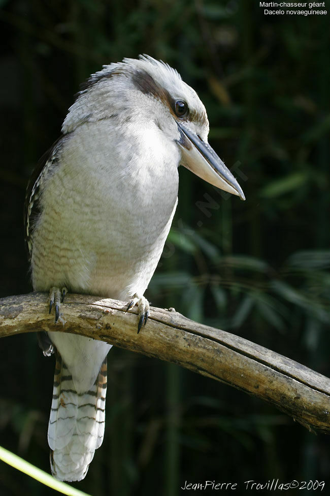 Laughing Kookaburra