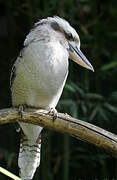 Laughing Kookaburra