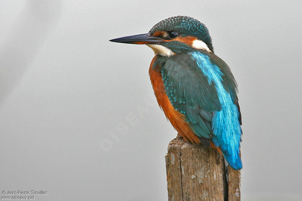 Common Kingfisher female