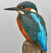 Common Kingfisher