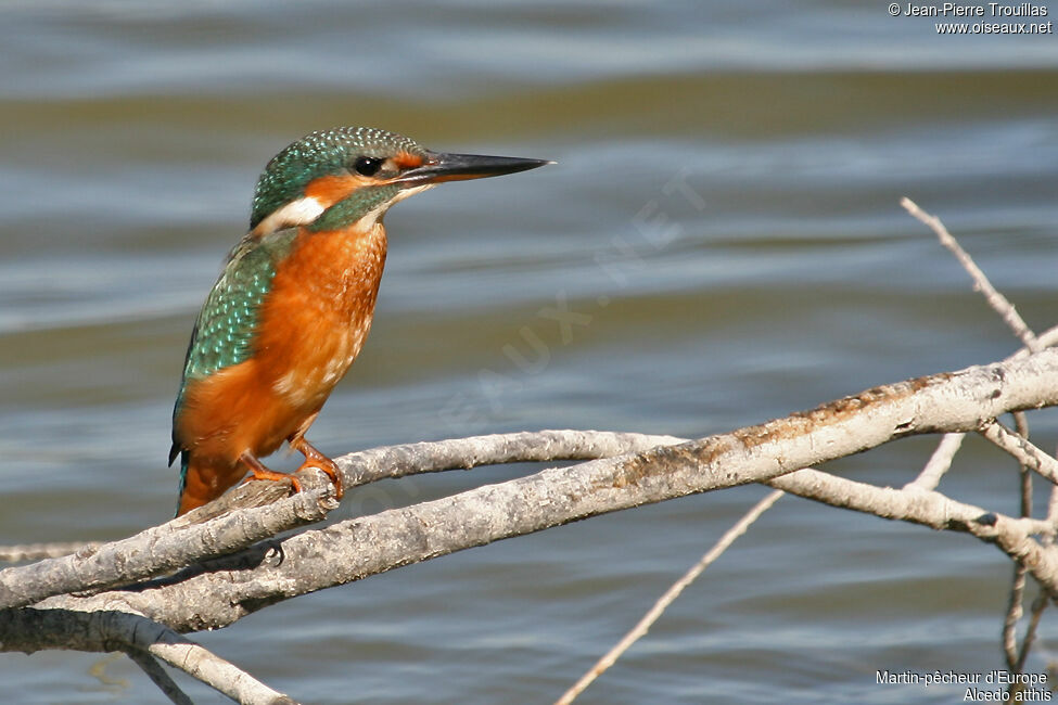 Common Kingfisher female