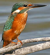 Common Kingfisher