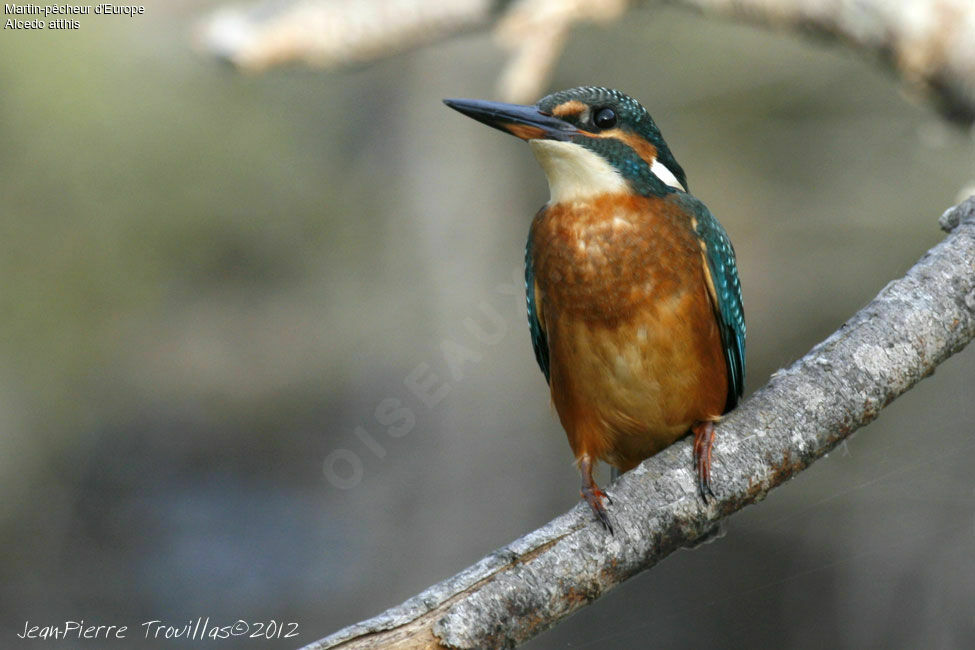 Martin-pêcheur d'Europe femelle