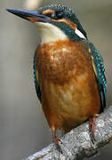 Common Kingfisher