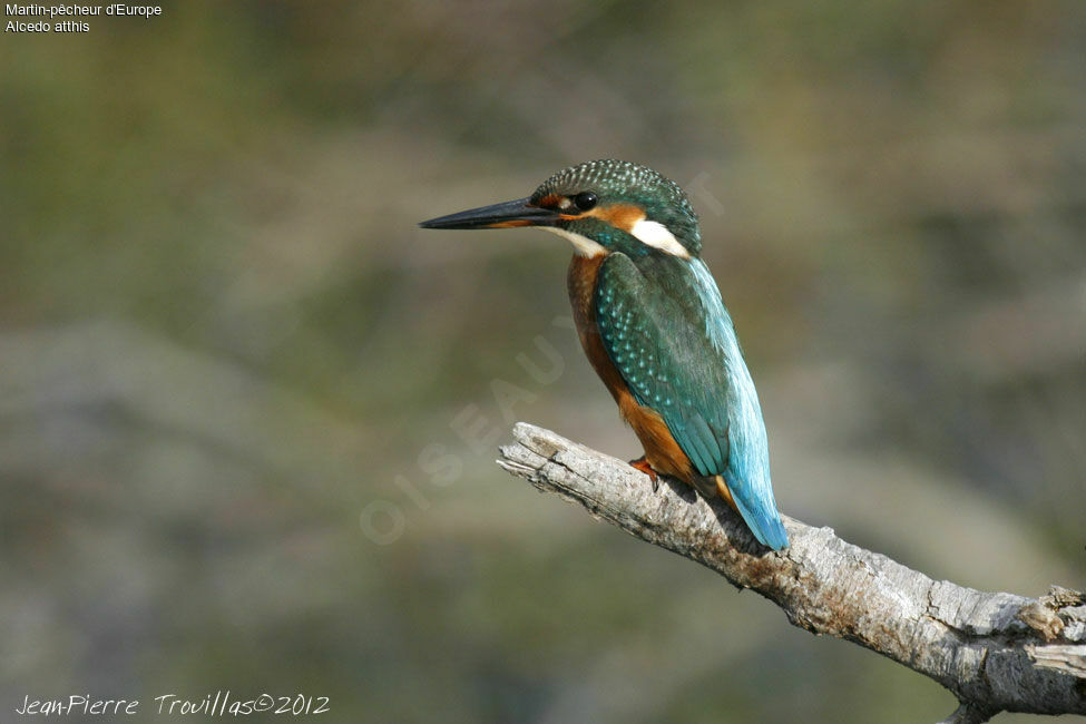 Common Kingfisher female