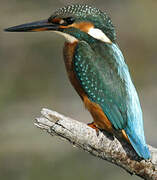 Common Kingfisher