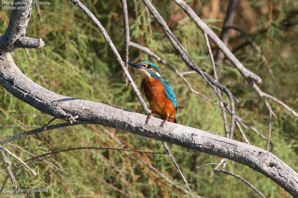 Common Kingfisher