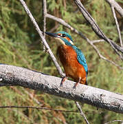 Common Kingfisher