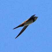 Alpine Swift