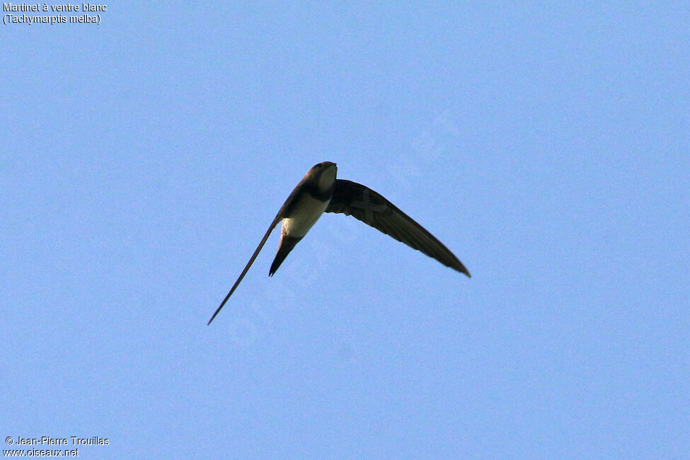 Alpine Swift