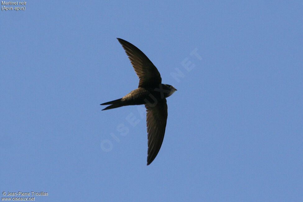 Common Swift