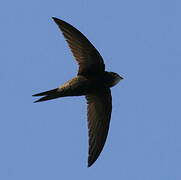 Common Swift