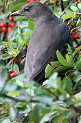 Common Blackbird