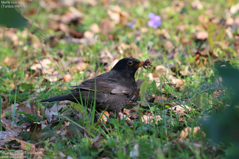 Common Blackbird