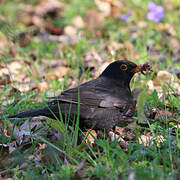 Common Blackbird