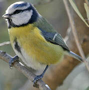 Eurasian Blue Tit