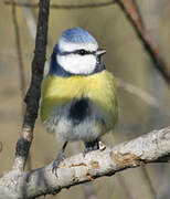 Mésange bleue