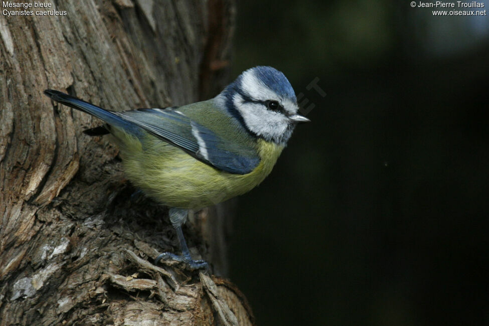 Mésange bleue