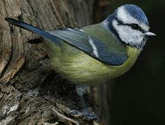 Eurasian Blue Tit