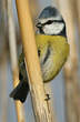 Mésange bleue