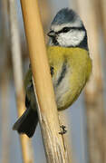 Eurasian Blue Tit