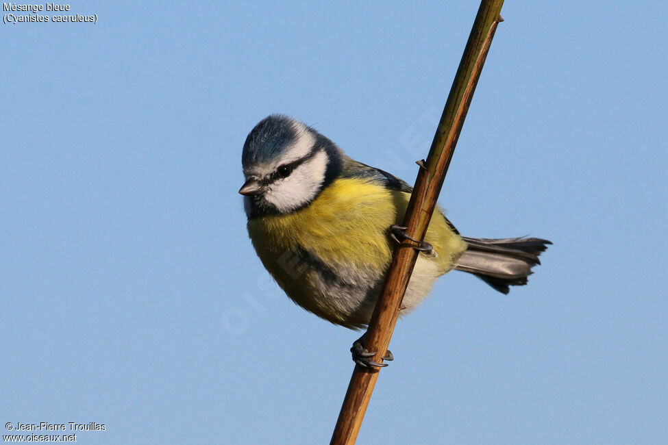 Mésange bleue