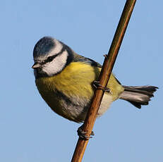 Mésange bleue