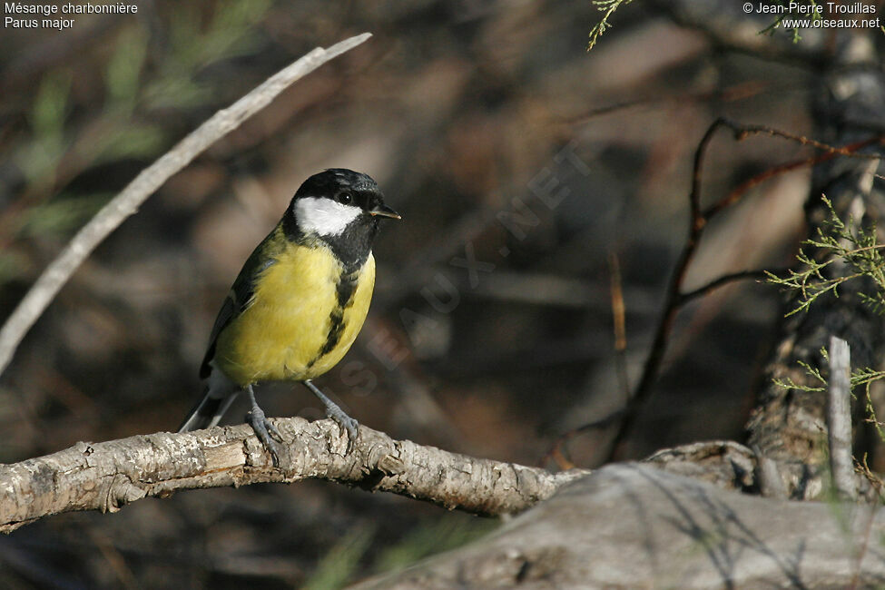 Great Tit