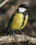 Great Tit