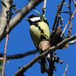 Mésange charbonnière