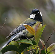 Mésange charbonnière