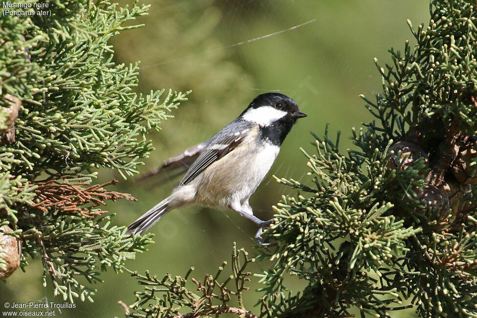 Coal Tit