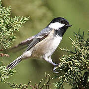 Coal Tit