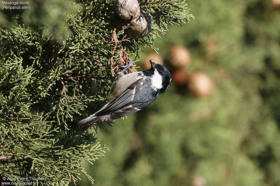 Mésange noire