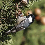 Coal Tit