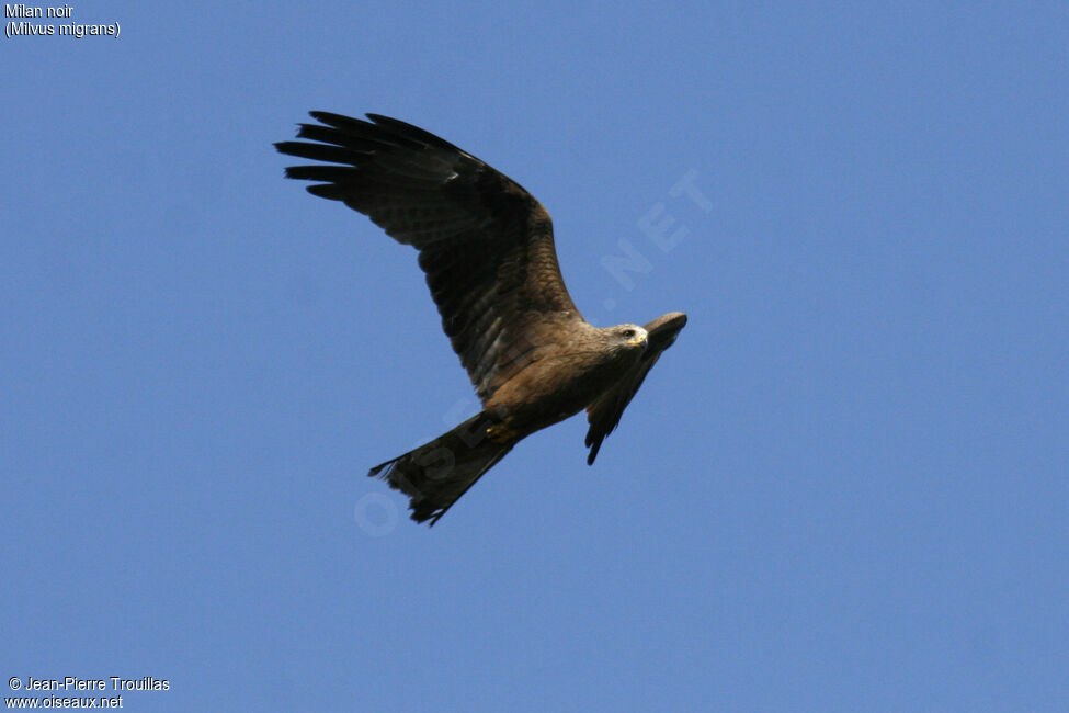 Black Kite