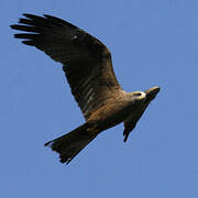 Black Kite