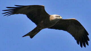 Black Kite